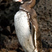 Galapagos Penguin